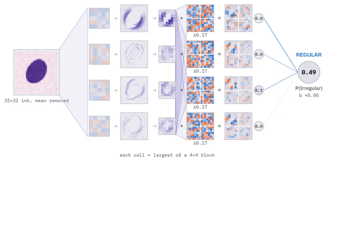 Nucleus Net: a neural network shown live, layer by layer